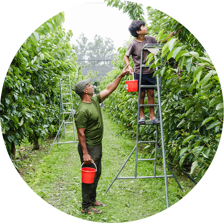 Father and son harvesting cherries together