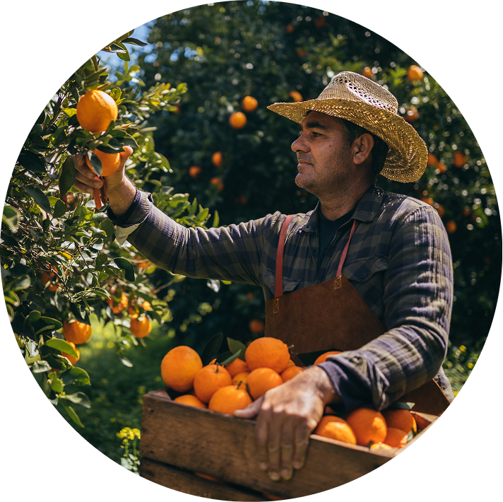 Farmer picking oranges from tree